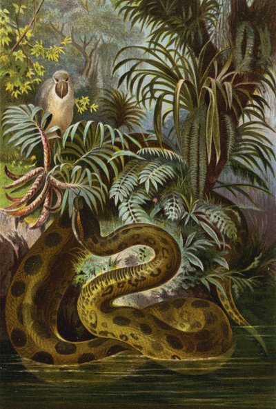 Anaconda de European School